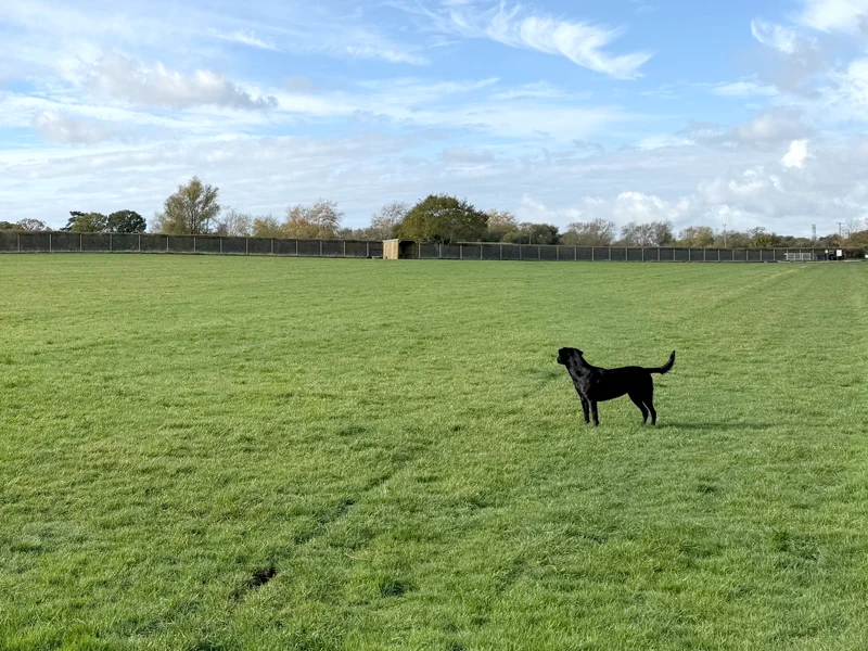 baulking secure dog field exclusive use