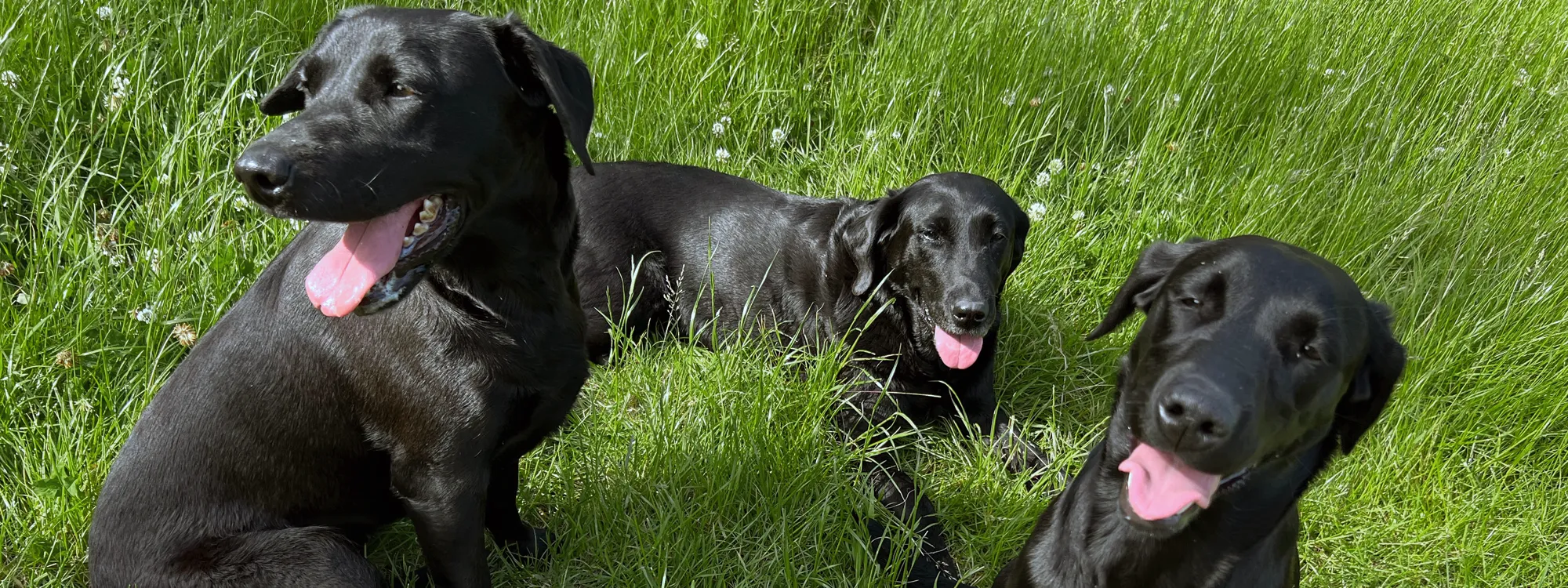 Secure Dog Walking Field, Baulking, Uffington
